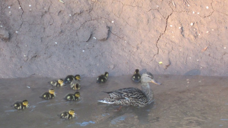 Protect your Ducklings